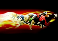 poole greyhound track